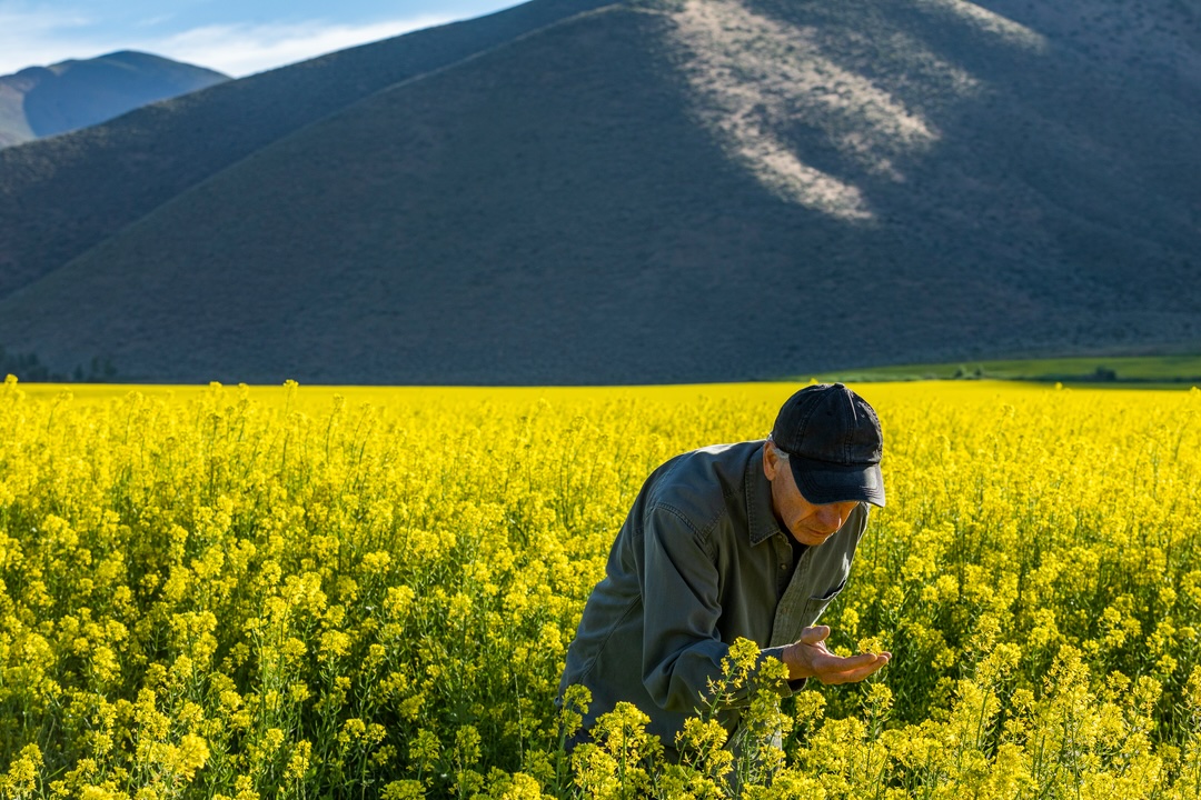 Farmer inspecting the flower field